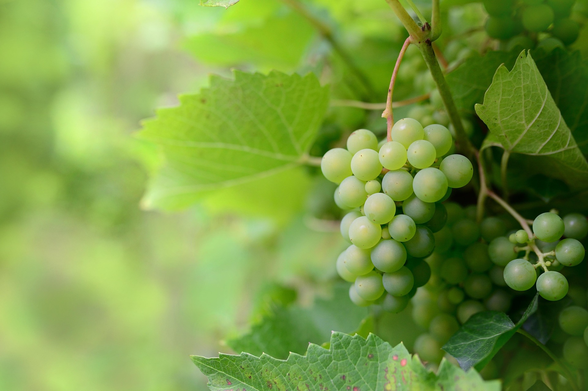 Green grapes growing among sunlit leaves